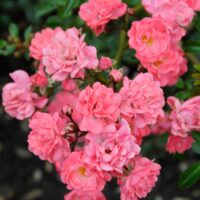Rosa 'Fairy Princess'®-stromková