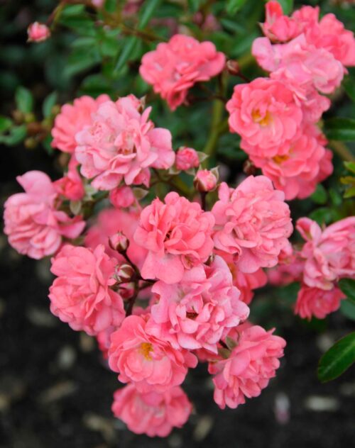 Rosa 'Fairy Princess'®-stromková - Obrázek 1