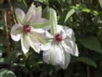 Clematis 'Miss Bateman' - Obrázek 2