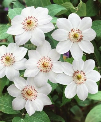 Clematis 'Miss Bateman'