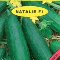 Okurka salát. Holman - Natalie F1 1,5 g