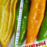 Paprika   Volský roh  15 20 semen