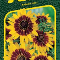 Třapatka srstnatá - Gloria Daisy 0,5g