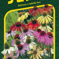 Třapatka nachová - Paradiso 12s
