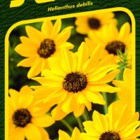 Slunečnice slabá - Sunny Babe (Piccolo) 1,2g - série NEKTAR PÁRTY