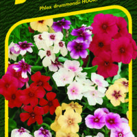 Plaménka Flox - směs Beauty 0,3g