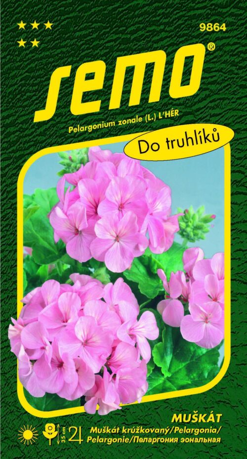 Pelargonie páskatá - růžová 11s - Obrázek 1