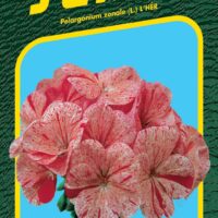 Pelargonie páskatá - Horizon Ripple Raspberry 11s