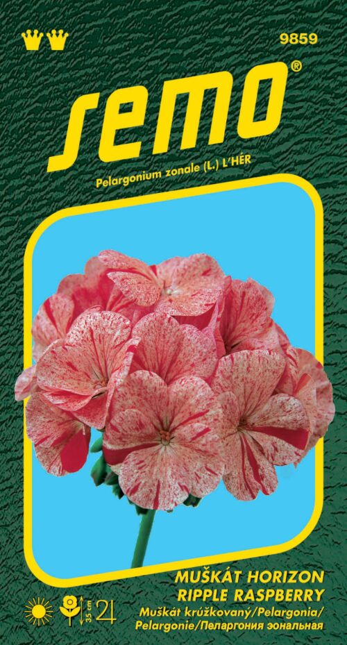 Pelargonie páskatá - Horizon Ripple Raspberry 11s - Obrázek 1