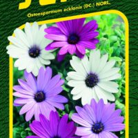 Osteospermum - směs Balade 0,30g