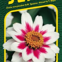 Ostálka - Zahara® Starlight Rose 15s