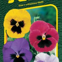 Maceška zahradní - směs s okem švýcarská 0,3g