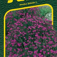 Hvozdík kropenatý - Maiden pink 0,1g