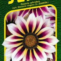 Gazánie zářivá - Daybreak Rose Stripe F1 15s