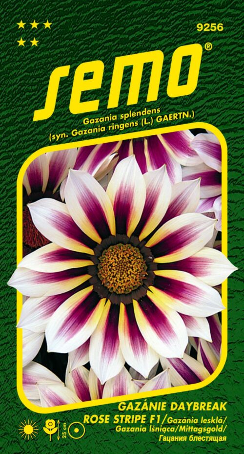 Gazánie zářivá - Daybreak Rose Stripe F1 15s - Obrázek 1