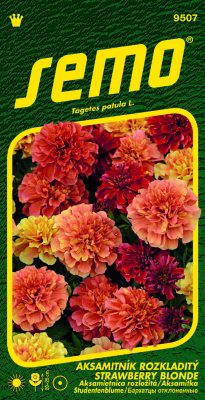 Aksamitník rozkladitý - Strawberry Blonde 35s