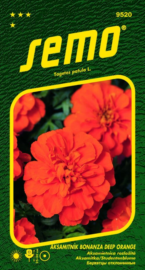 Aksamitník rozkladitý - Bonanza Deep Orange 30s - Obrázek 1