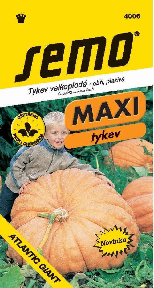 Tykev plazivá - Atlantic Giant 4s - série MAXI - Obrázek 1
