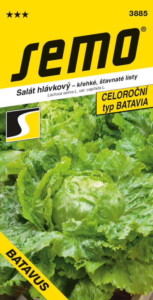 Salát hlávkový - Batavus PROFI polní 0,6g - Obrázek 1