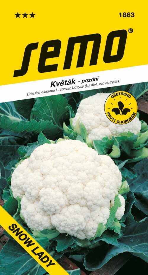 Květák letní - podzimní - Snow Lady 50s - Obrázek 1