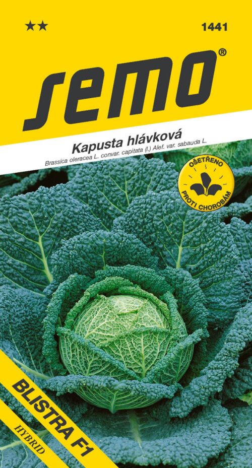 Kapusta hlávková - Blistra F1 pozdní 35s - Obrázek 1