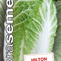 Dobrá semena Zelí pekingské - Hilton 100s