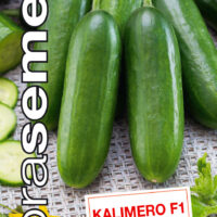 Dobrá semena Okurka sklen. - Kalimero F1 MIKRO 10s