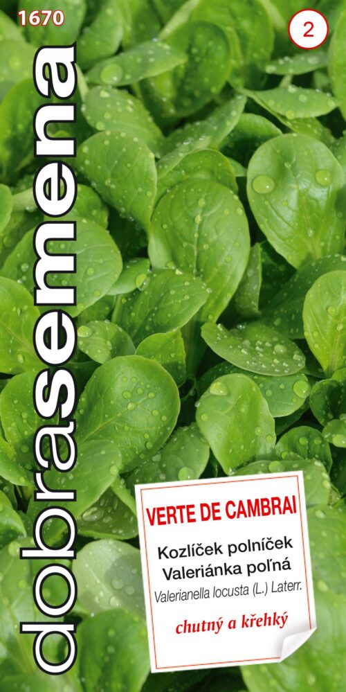 Dobrá semena Kozlíček polníček - Verte de Cambrai 2g - Obrázek 1