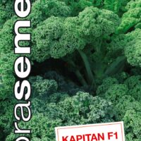 Dobrá semena Kadeřávek - Kapitan F1 30s
