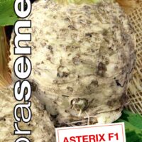 Dobrá semena Celer bulvový - Asterix F1 50s