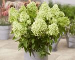 Hydrangea paniculata 'Garden Lights'® - Obrázek 2