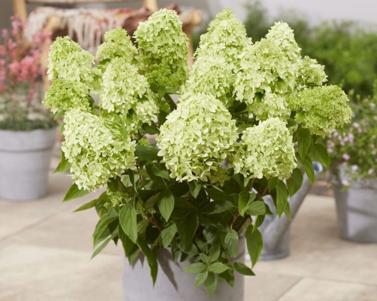 Hydrangea paniculata 'Garden Lights'®