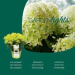 Hydrangea paniculata 'Garden Lights'® - Obrázek 4