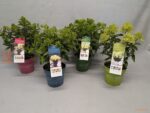 Hydrangea paniculata 'Garden Lights'® - Obrázek 6