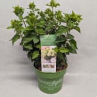 Hydrangea paniculata 'Garden Lights'® - C2L-Green Light®