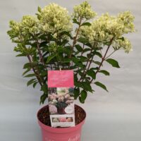 Hydrangea paniculata 'Garden Lights'® - C2L-Pink Light®