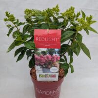 Hydrangea paniculata 'Garden Lights'® - C2L-Red Light®