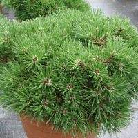 Pinus mugo 'Grüne Welle'
