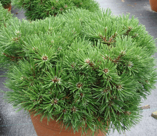 Pinus mugo 'Grüne Welle' - Obrázek 1