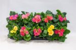 PRIMULA vulgaris ´Elodie´ P11 - Obrázek 2