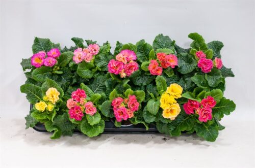 PRIMULA vulgaris ´Elodie´  P11 - Obrázek 2