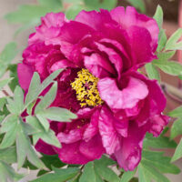 Paeonia sufruticosa 'Wu long peng seng'