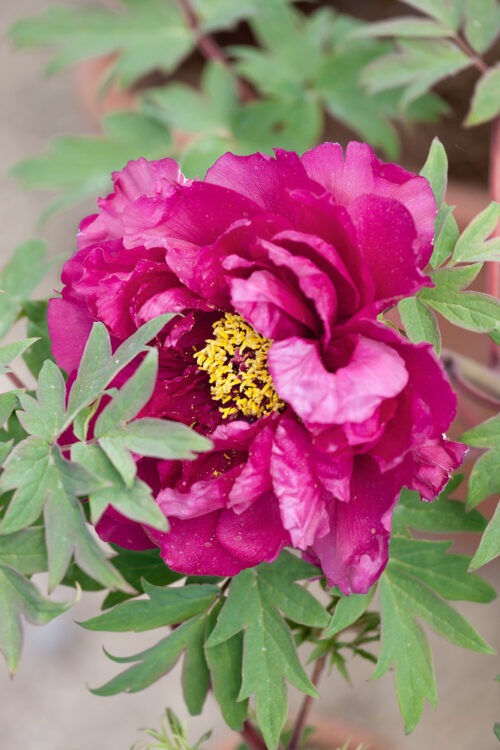 Paeonia sufruticosa 'Wu long peng seng' - Obrázek 1