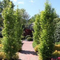Carpinus betulus 'Frans Fontaine'