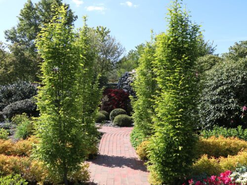 Carpinus betulus 'Frans Fontaine' - Obrázek 1