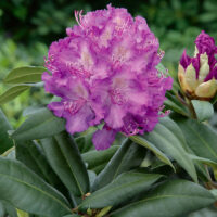 Rhododendron (T) 'Alfred' (roubov. fial.)