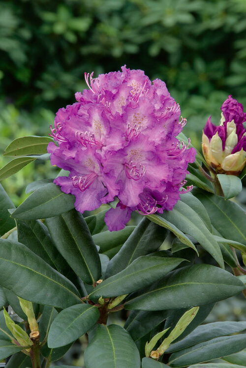 Rhododendron (T) 'Alfred' (roubov. fial.) - Image 1