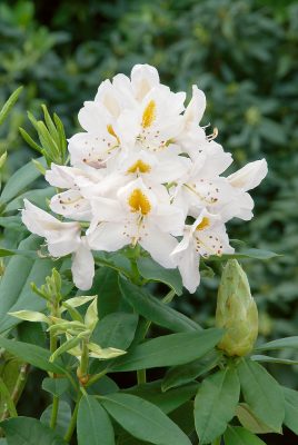 RHODODENDRON 'Madame Masson'