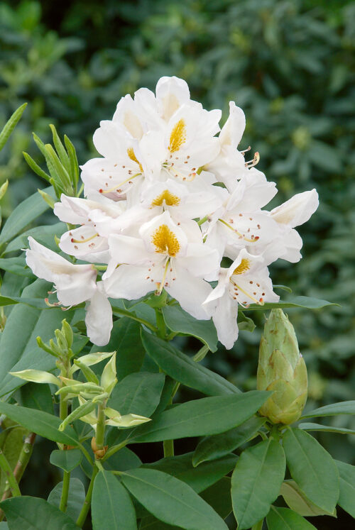 RHODODENDRON 'Madame Masson' - Image 1