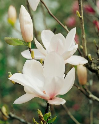 Magnolia soulangeana 'Alba Superba'